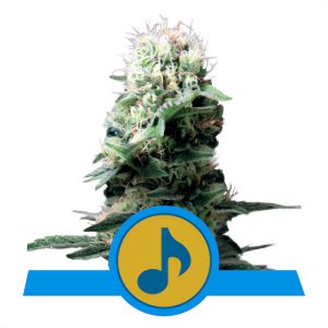 Dance World Royal Queen Seeds Semi CBD cime resinose