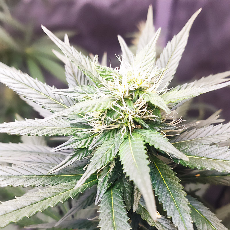 Dance World - Royal Queen Seeds - Semi CBD, vista 4