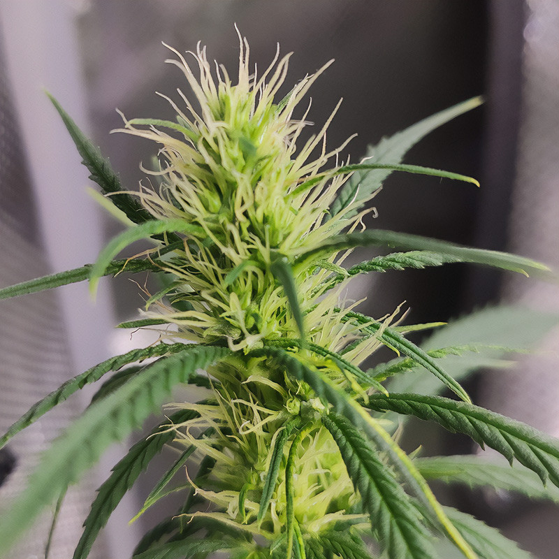 Dance World - Royal Queen Seeds - Semi CBD, vista 5