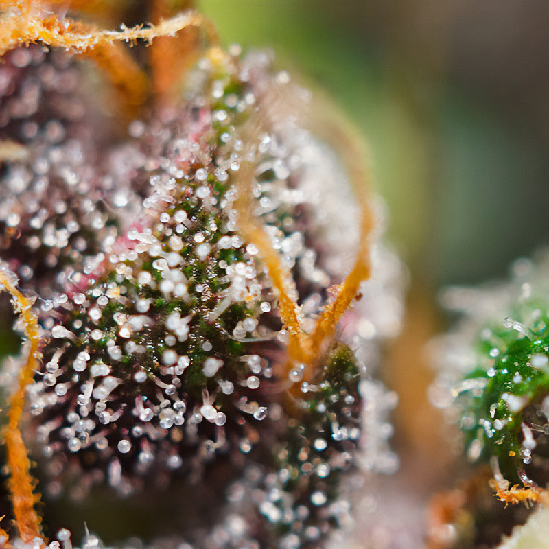 Dark Devil Auto - Sweet Seeds - Semi Autofiorenti, vista 3