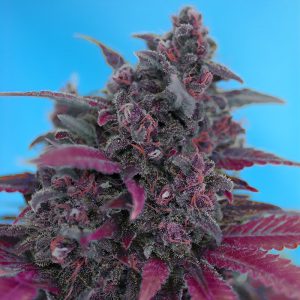 Dark Devil Auto Sweet Seeds Semi Autofiorenti cime resinose