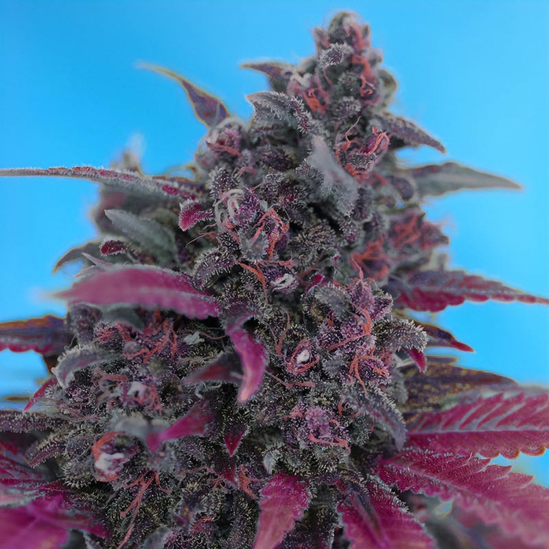 Dark Devil Auto Sweet Seeds Semi Autofiorenti cime resinose
