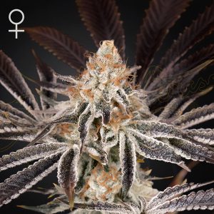 Dark Phoenix Green House Seeds Semi Femminizzati cime resinose