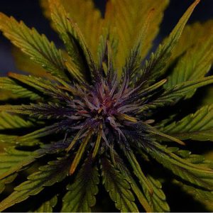 Dark Rose Auto Elite Seeds Semi CBD cime dense