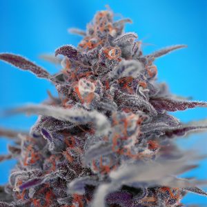 Devil Cream Auto Sweet Seeds Semi Autofiorenti cime resinose