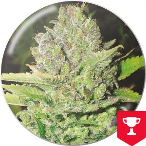 Devil Fruit Medical Seeds Semi Femminizzati cime resinose