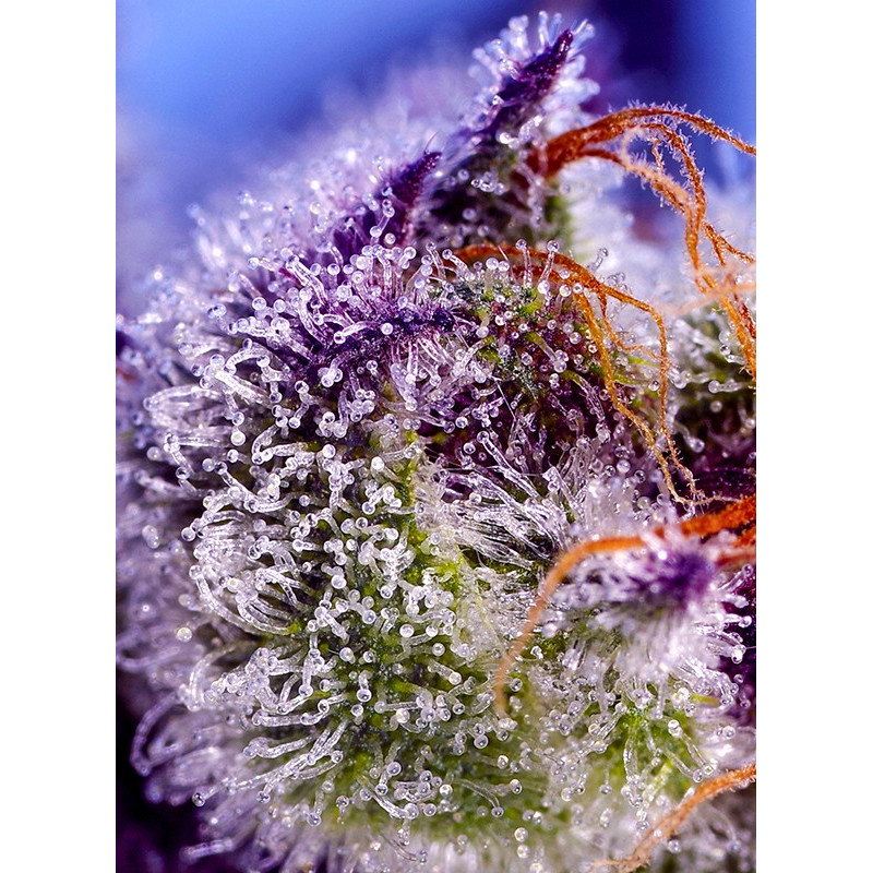 Diablo's Delight XL Auto - Sweet Seeds - Semi Autofiorenti, vista 2