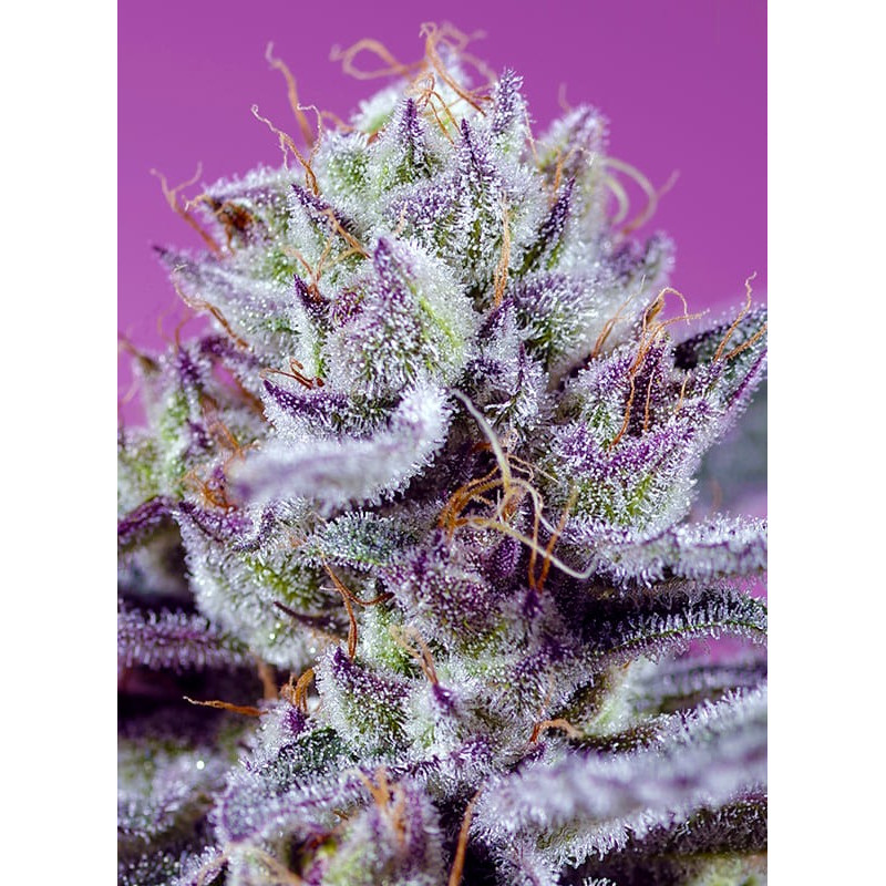 Diablo's Delight XL Auto Sweet Seeds Semi Autofiorenti cime resinose