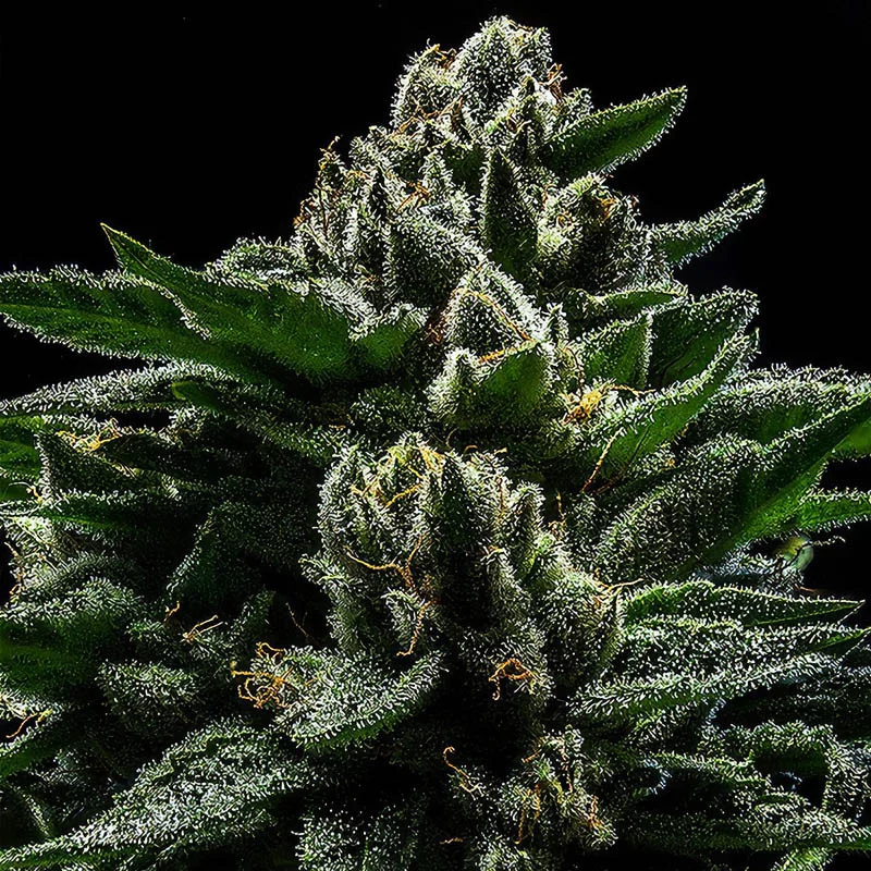 DO-G Ripper Seeds Semi Femminizzati cime resinose
