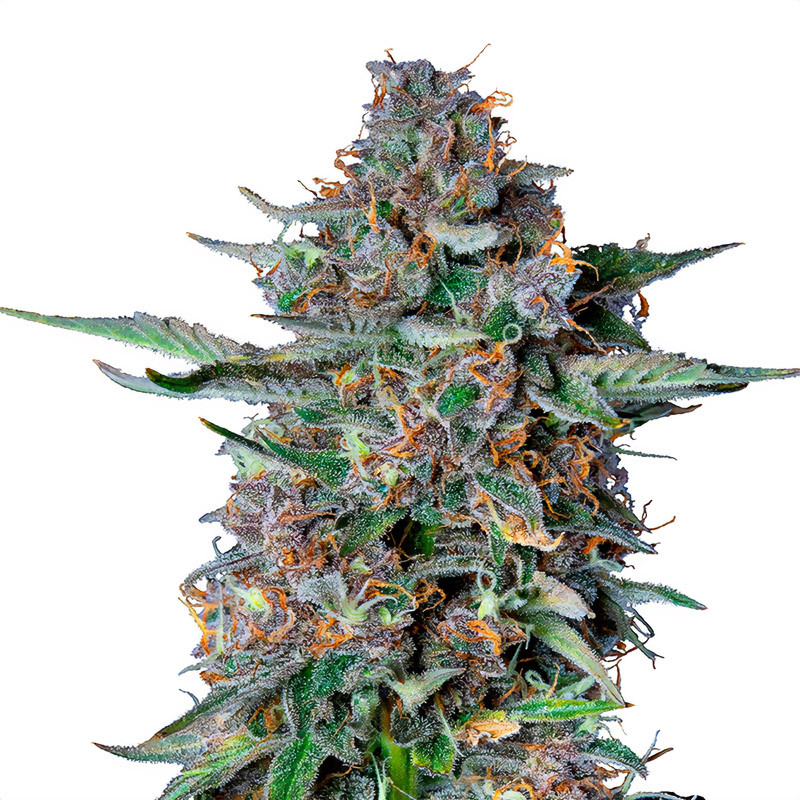 Do-Si-Dos Automatic - Royal Queen Seeds - Semi Autofiorenti, vista 2
