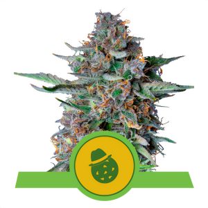 Do-Si-Dos Automatic Royal Queen Seeds Semi Autofiorenti cime resinose