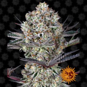 Dos-Si-Dos 33 Barney's Farm Semi Femminizzati cime resinose