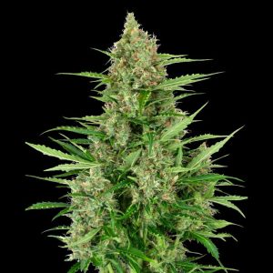 Double Kush Cake Auto Sensi Seeds Semi Autofiorenti cime resinose