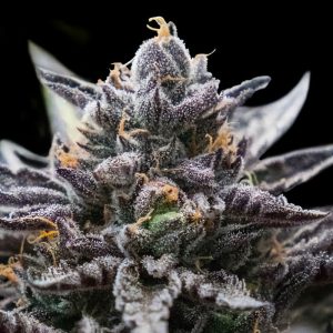 Double Stuffed Sorbet DNA Genetics Semi Femminizzati cime resinose