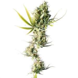 Durban Sensi Seeds Semi Femminizzati cime resinose