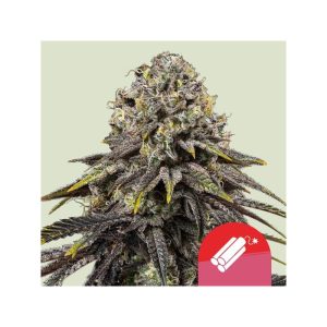Dynamite Diesel Tyson 2.0 Semi Femminizzati cime resinose