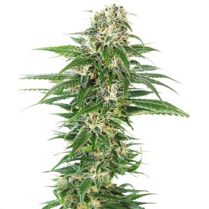 Early Skunk Auto Sensi Seeds Semi Autofiorenti cime resinose