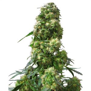 Early Skunk Sensi Seeds Semi Femminizzati cime dense