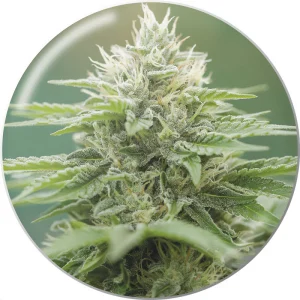 Eboshi CBG Medical Seeds Semi CBD cime ricche di CBG