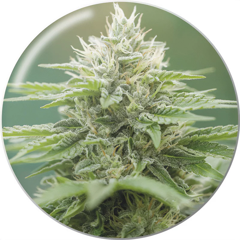 Eboshi CBG Medical Seeds Semi CBD cime ricche di CBG