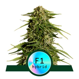 Epsilon F1 Royal Queen Seeds Semi Autofiorenti cime resinose