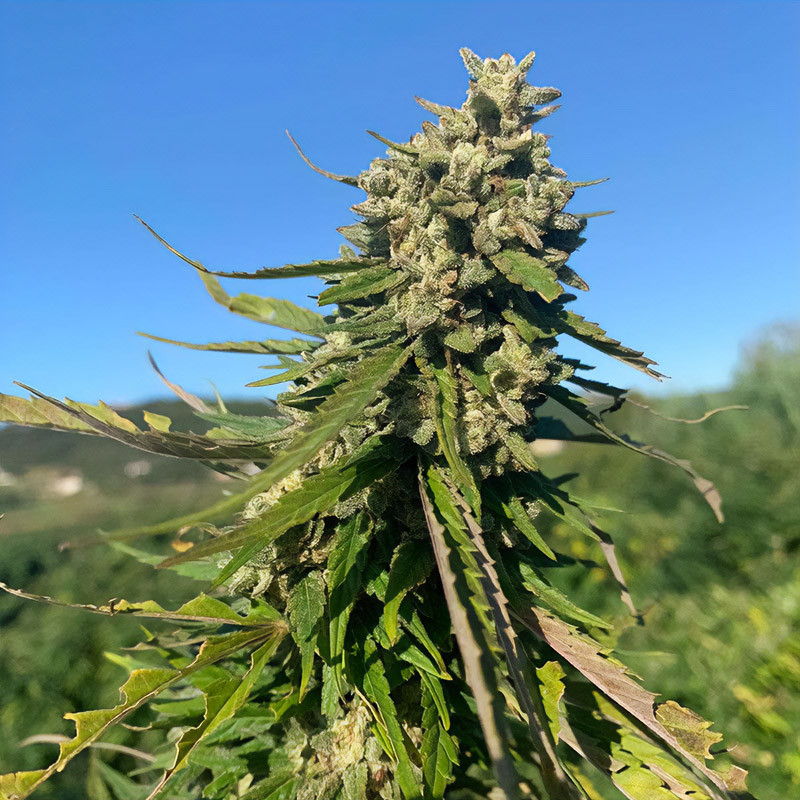 Esmeralda CBG Semi, vista 2