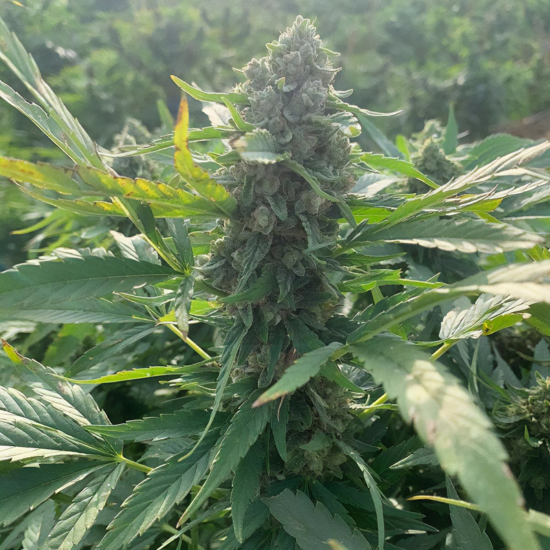 Esmeralda CBG Semi, vista 4