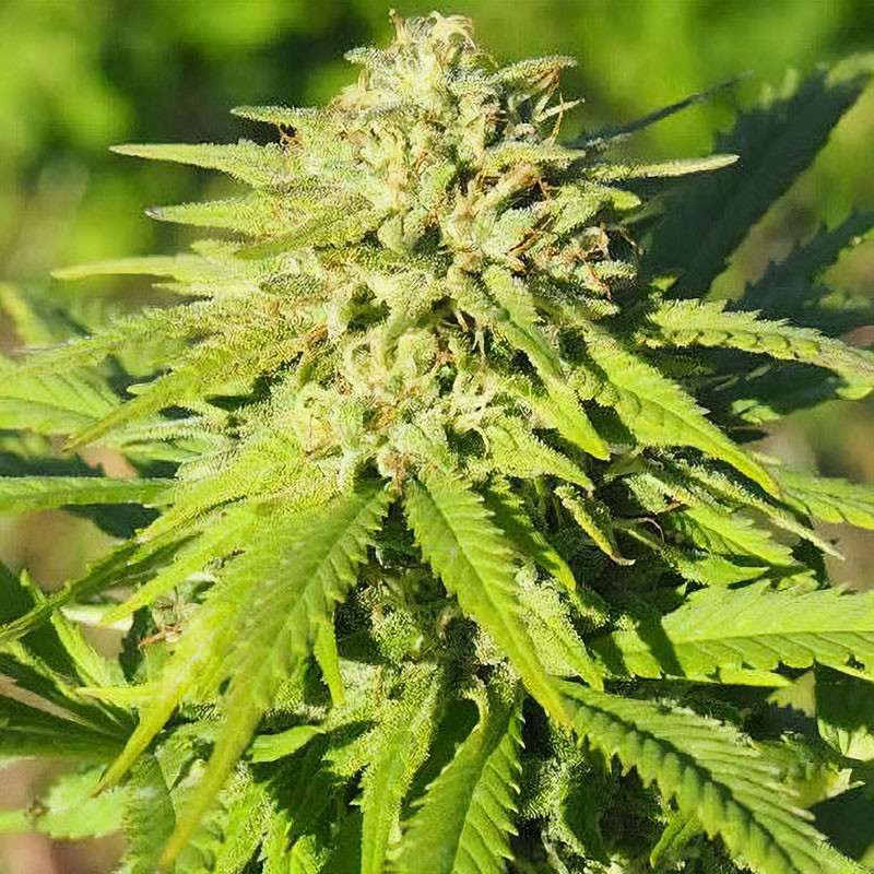 Esmeralda CBG Semi cime resinose ricche di CBG