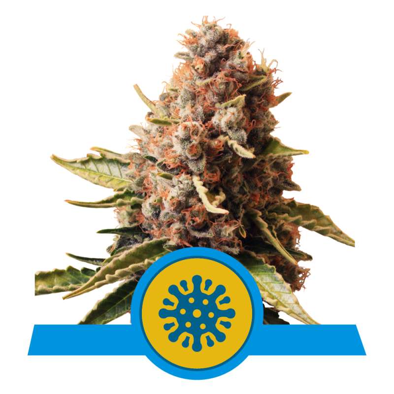 Euphoria Royal Queen Seeds Semi CBD cime dense