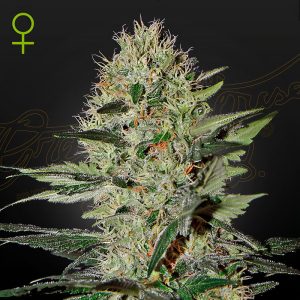 Exodus Cheese Auto Green House Seeds Semi Autofiorenti cime resinose