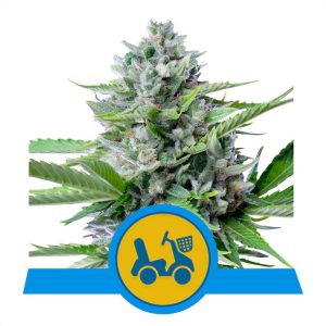 Fast Eddy Auto Royal Queen Seeds Semi CBD cime dense
