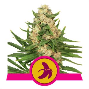 Fat Banana Royal Queen Seeds Semi Femminizzati cime resinose