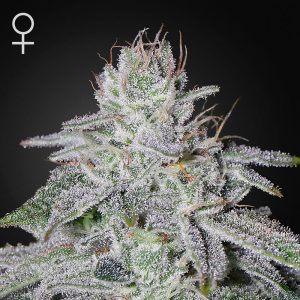 Franco's Lemon Cheese Green House Seeds Semi Femminizzati cime resinose
