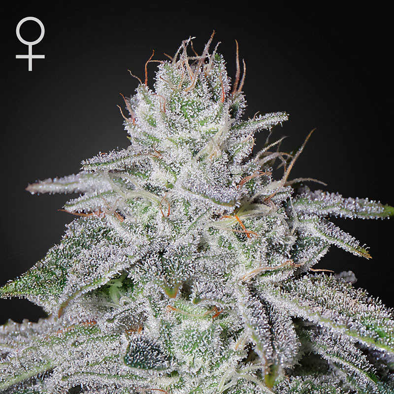 Franco's Lemon Cheese Green House Seeds Semi Femminizzati cime resinose