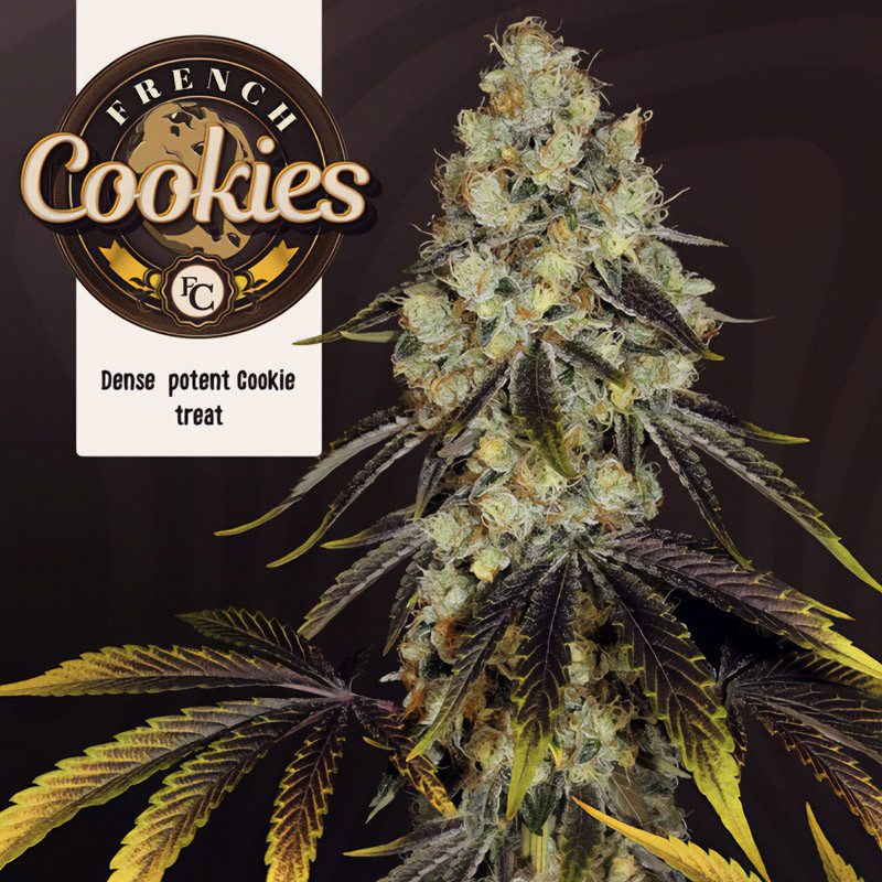 French Cookies - TH Seeds - Semi Femminizzati, vista 3