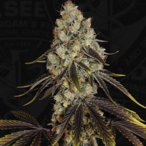 French Cookies TH Seeds Semi Femminizzati cime resinose