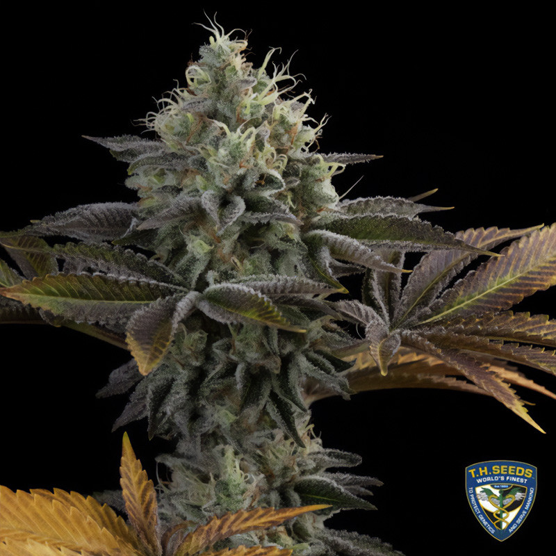 French Cookies - TH Seeds - Semi Femminizzati, vista 4