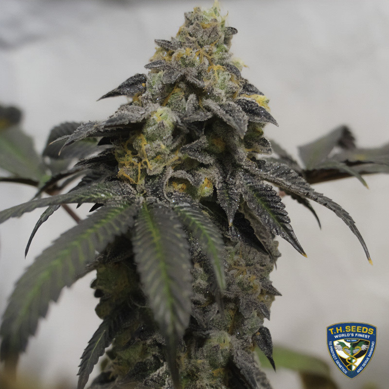 French Cookies - TH Seeds - Semi Femminizzati, vista 5
