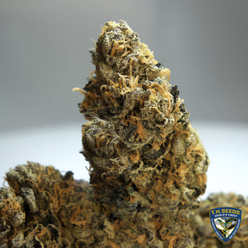 French Cookies - TH Seeds - Semi Femminizzati, vista 6