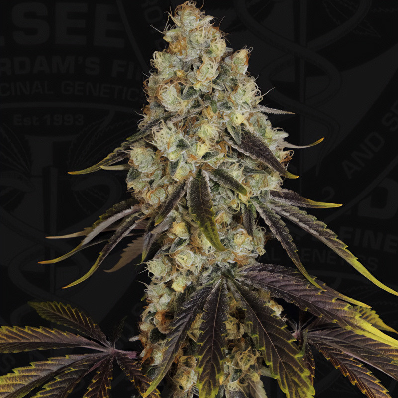 French Cookies TH Seeds Semi Femminizzati cime resinose
