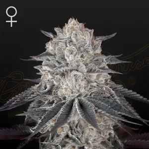 FULLGAS Green House Seeds Semi Femminizzati cime resinose