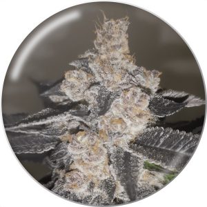 Gelato 242 Medical Seeds Semi Femminizzati cime resinose