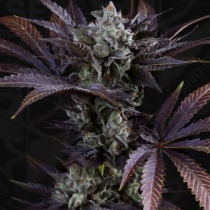 Gelato 33 French Macaron TH Seeds Semi Femminizzati cime resinose