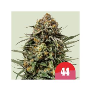 Gelato 44 Tyson 2.0 Semi Femminizzati cime resinose