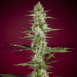 Gelato x Juanita la Lagrimosa Reggae Seeds Semi CBD cime resinose