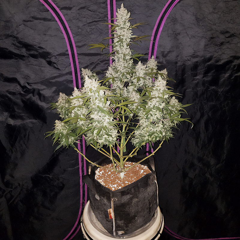 Girl Scout Cookies Auto - FastBuds - Semi Autofiorenti, vista 3