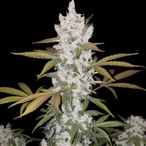 Girl Scout Cookies Auto FastBuds Semi Autofiorenti cime resinose