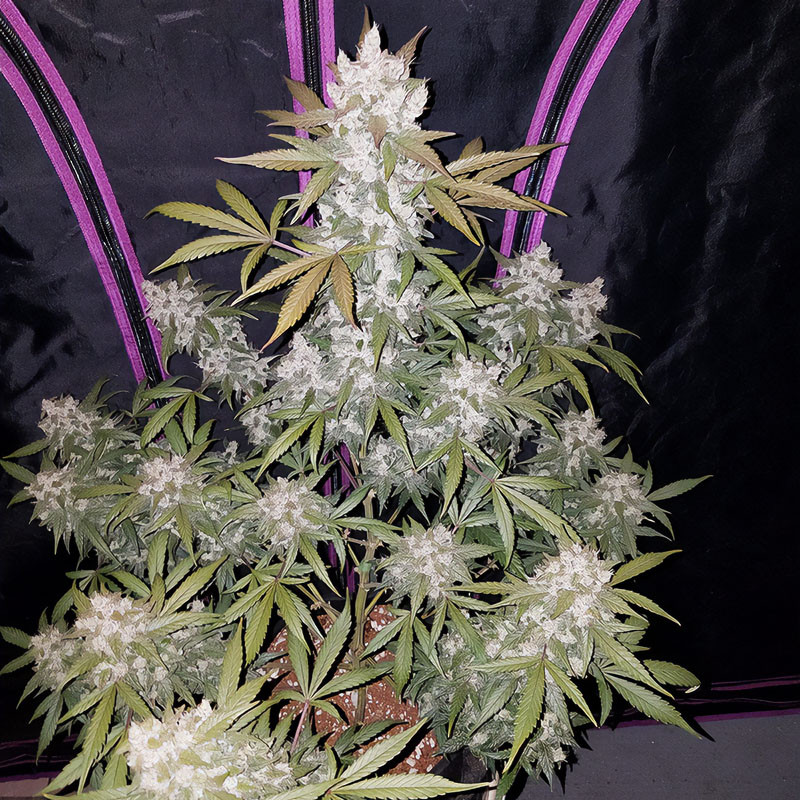 Girl Scout Cookies Auto - FastBuds - Semi Autofiorenti, vista 4