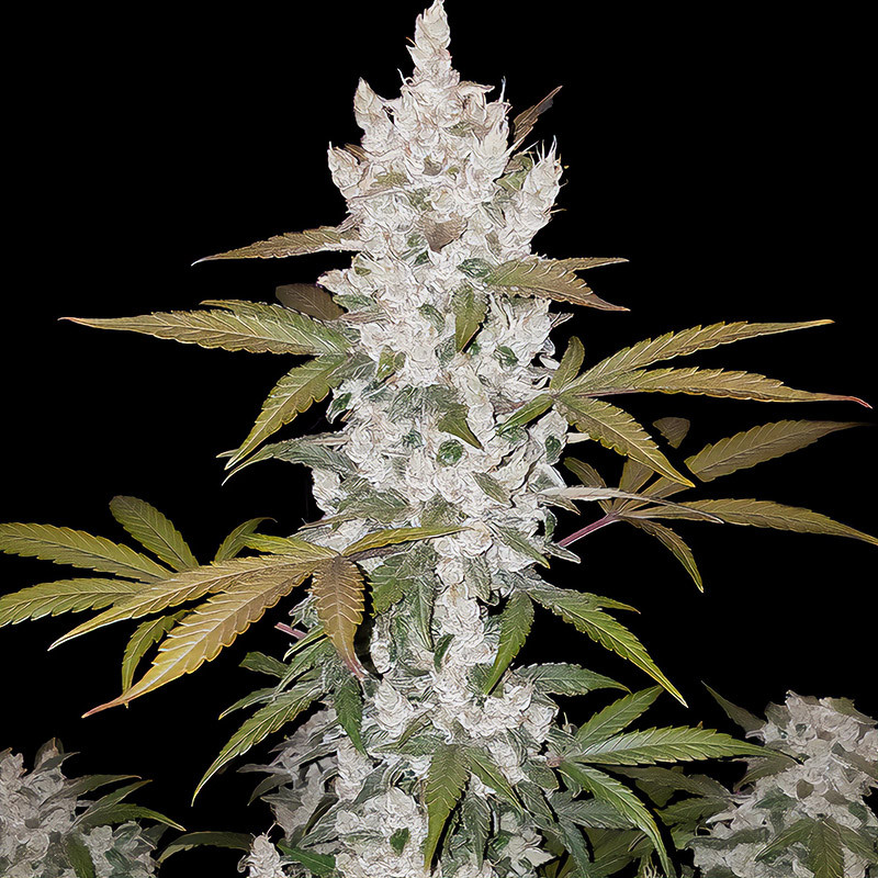 Girl Scout Cookies Auto FastBuds Semi Autofiorenti cime resinose