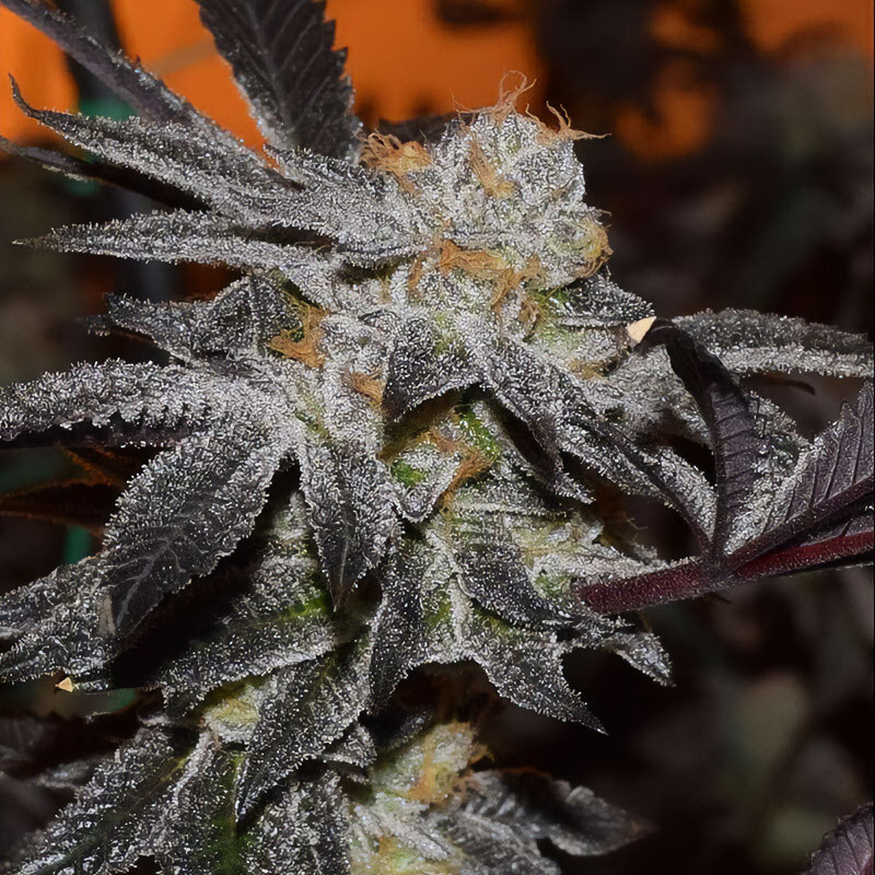 Girl Scout Cookies Semi Femminizzati, vista 2